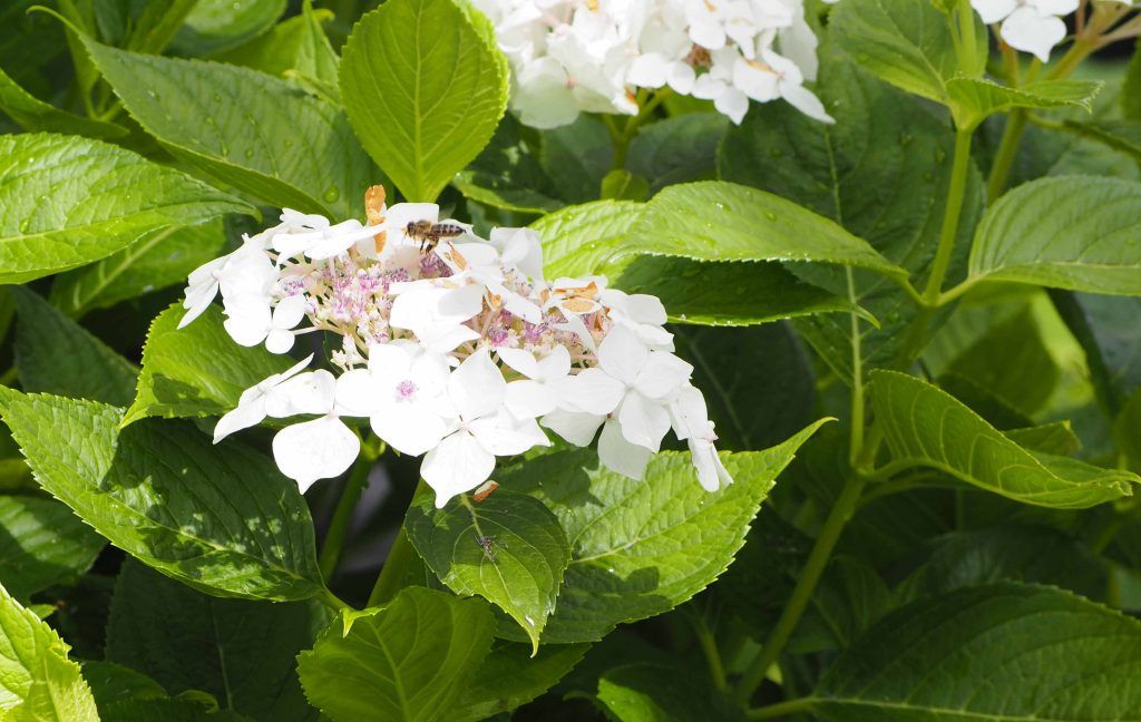 weiße Blüte einer Hortensie mit grünen Blättern